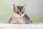 Abyssinian
