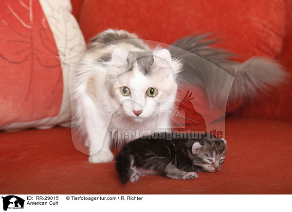 American Curl / American Curl / RR-29015