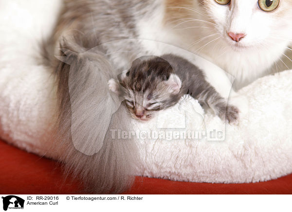 American Curl / American Curl / RR-29016