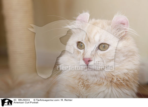 American Curl Portrait / American Curl Portrait / RR-29033