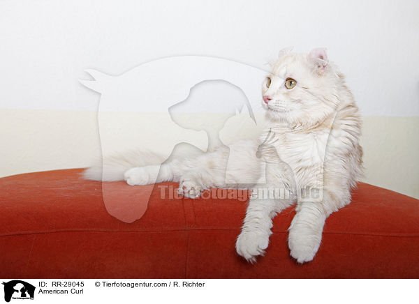 American Curl / American Curl / RR-29045