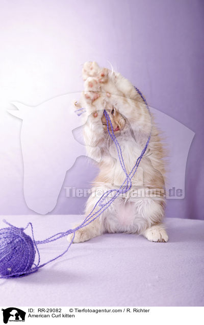 American Curl Ktzchen / American Curl kitten / RR-29082