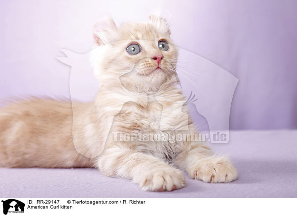 American Curl Ktzchen / American Curl kitten / RR-29147
