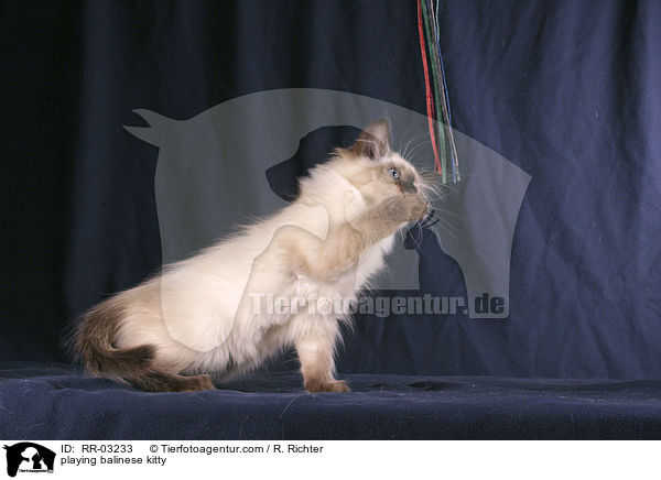 spielendes Balinese Ktzchen / playing balinese kitty / RR-03233