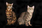 Bengal Cat