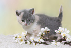British Shorthair Kitten