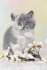 British Shorthair Kitten