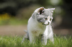 British Shorthair Kitten