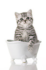 British Shorthair Kitten in the bath