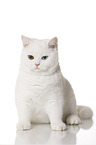 sitting British Shorthair