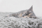 British Shorthair Kitten