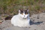 British Shorthair outdoor