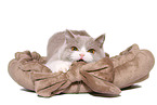 female British Shorthair