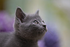 Chartreux Kitten