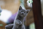 Chartreux Kitten