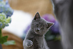 Chartreux Kitten