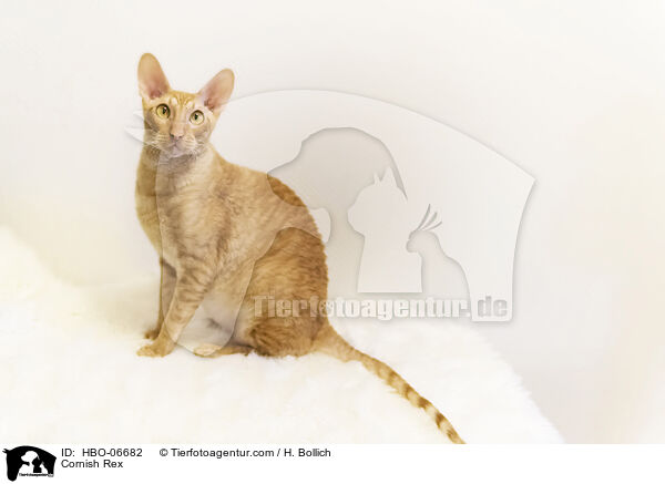 Cornish Rex / HBO-06682