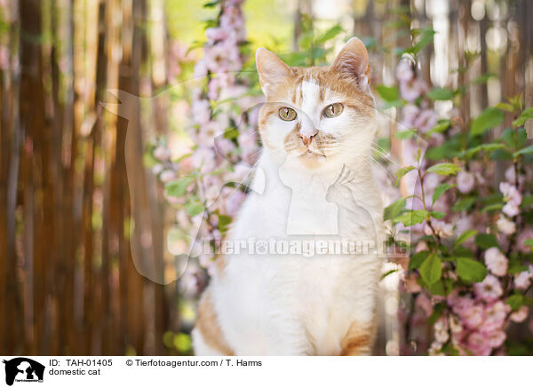 Hauskatze / domestic cat / TAH-01405