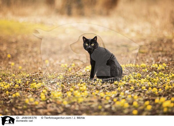 Hauskatze / domestic cat / JAM-06376