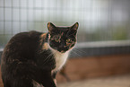 Domestic cat in front of cat fence