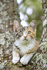 young cat