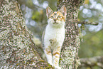 young domestic cat