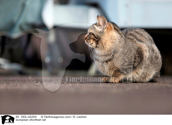 Europisch Kurzhaar / european shorthair cat / DOL-02254