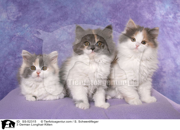 3 Deutsch Langhaar Ktzchen / 3 German Longhair Kitten / SS-52315