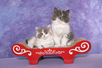 2 German Longhair Kitten