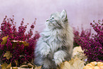 sitting German Longhair Kitten