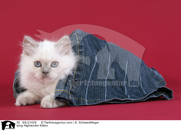 liegendes Britisch Langhaar Ktzchen / lying Highlander Kitten / SS-21429