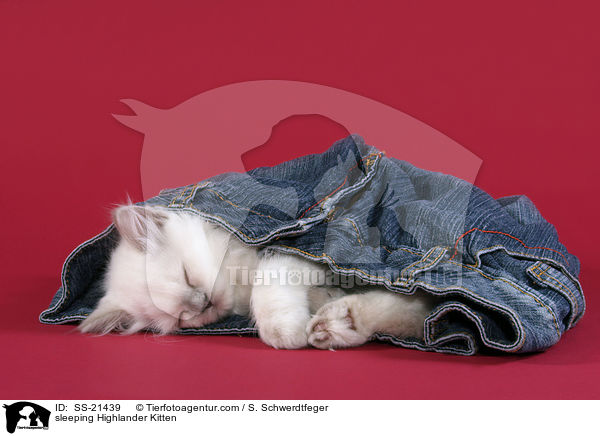 schlafendes Britisch Langhaar Ktzchen / sleeping Highlander Kitten / SS-21439