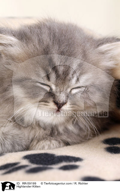 Highlander Ktzchen / Highlander Kitten / RR-59199