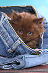 Highlander kitten portrait
