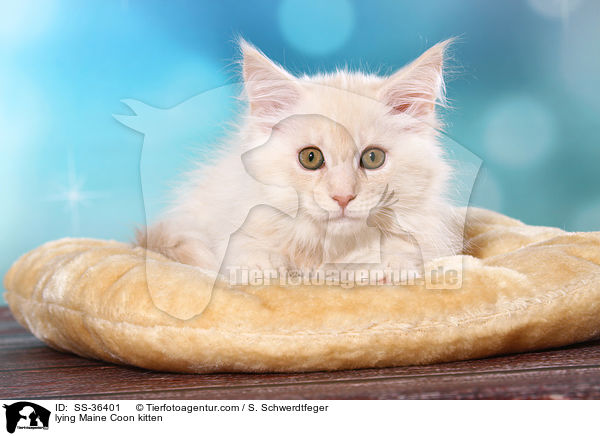 liegendes Maine Coon Ktzchen / lying Maine Coon kitten / SS-36401