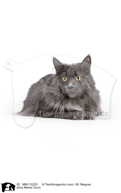 lying Maine Coon / MW-13225