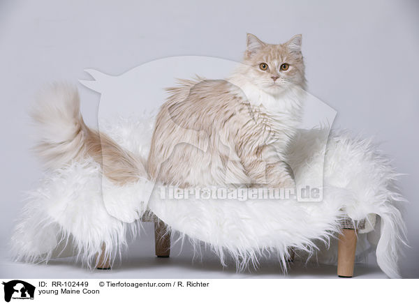 junge Maine Coon / young Maine Coon / RR-102449