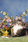 Maine Coon Portrait