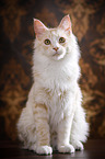 sitting Maine Coon