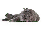 lying Maine Coon