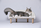 young Maine Coon