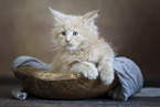 Maine Coon kitten