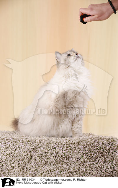 Neva Masquerade Katze mit Klicker / Neva Masquerade Cat with clicker / RR-61034