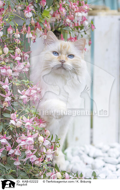 Ragdoll / Ragdoll / KAB-02222