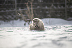 Ragdoll in snow