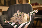 Ragdoll