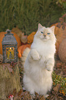 Ragdoll