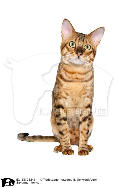 Savannah Kater / Savannah tomcat / SS-23246