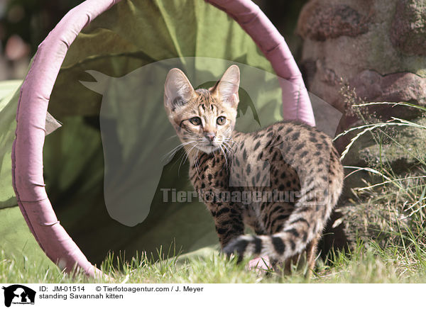 stehendes Savannah Ktzchen / standing Savannah kitten / JM-01514