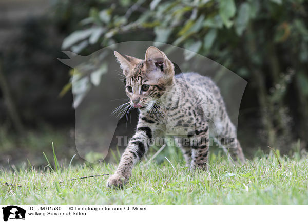 laufendes Savannah Ktzchen / walking Savannah kitten / JM-01530